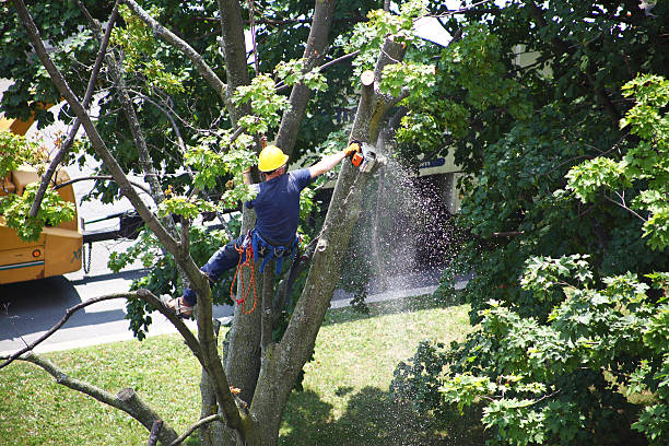 How Our Tree Care Process Works  in  Warsaw, VA