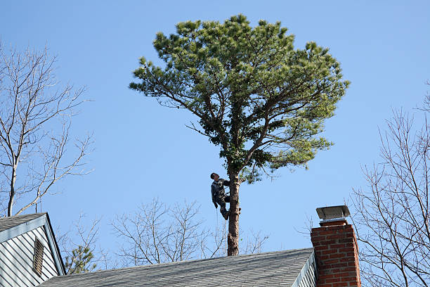 Warsaw, VA Tree Services Company